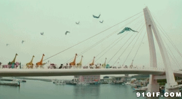 动物迁移过大桥gif图