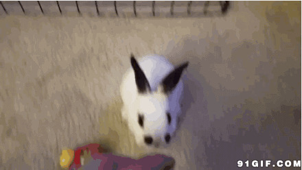 小兔子越狱动态图:兔子