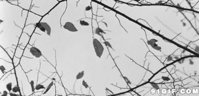 秋天树上的枯叶闪图:枯叶
