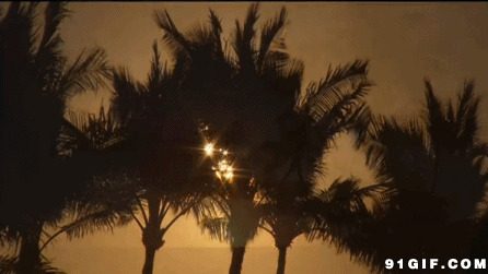 落日下的椰林动态图:椰树