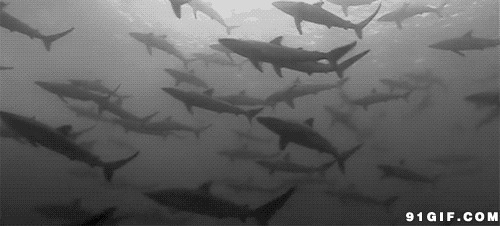 海底鲨鱼群动态图:鲨鱼