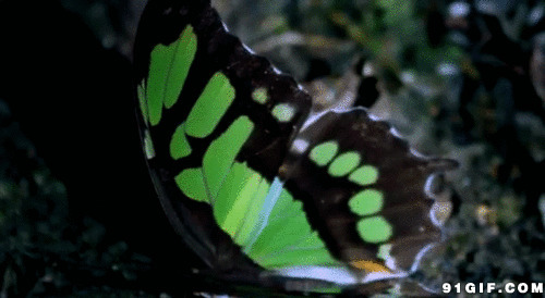 绿色彩蝶gif图片:蝴蝶
