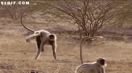 野外长臂猴玩耍闪图:猴子