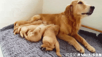 狗妈妈喂宝宝动态图:狗狗