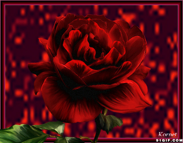 文艺范红玫瑰gif图:红玫瑰