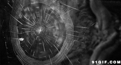 蜘蛛织网动态图片:蜘蛛