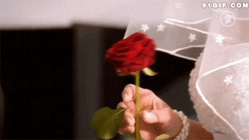 一株美丽红玫瑰闪图:红玫瑰
