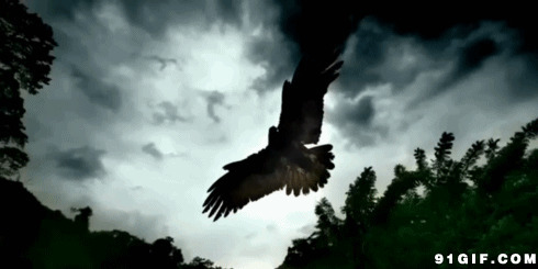 展翅飞的老鹰gif图:老鹰
