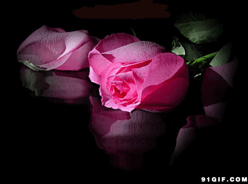唯美粉色玫瑰花gif图