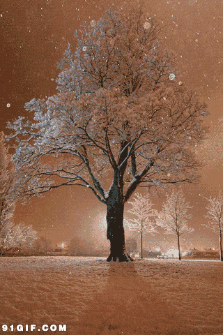 树木披上了银装gif图:下雪