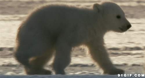 小可爱北极熊动态图:北极熊
