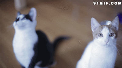 两只抢镜的猫猫闪图
