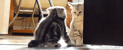 两只猫咪戏耍gif图