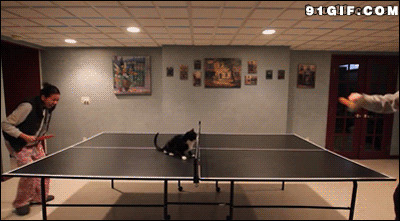打乒乓球逗猫咪gif图:乒乓球