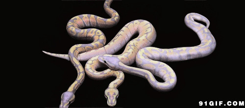 美丽的花纹蛇闪图:毒蛇