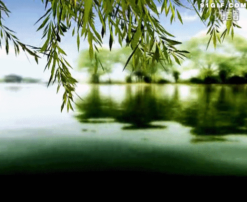 湖边垂柳飘飘动漫图片:杨柳