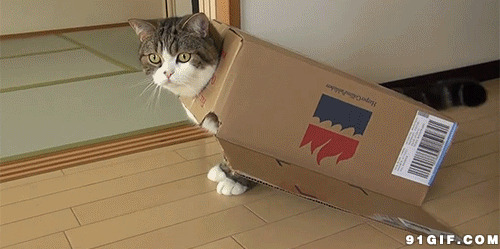 萌萌纸箱猫动态图:猫猫