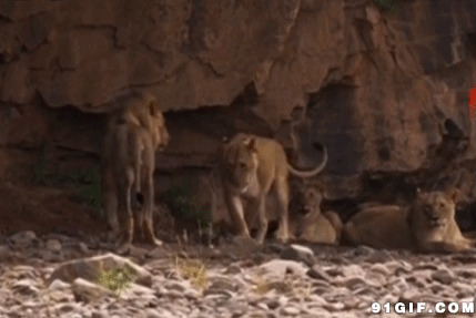 野外偷拍狮群动态图:狮子