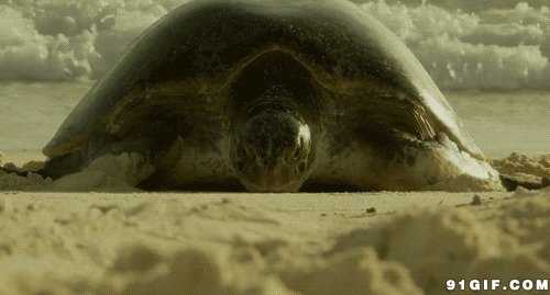 大海龟游上岸gif图