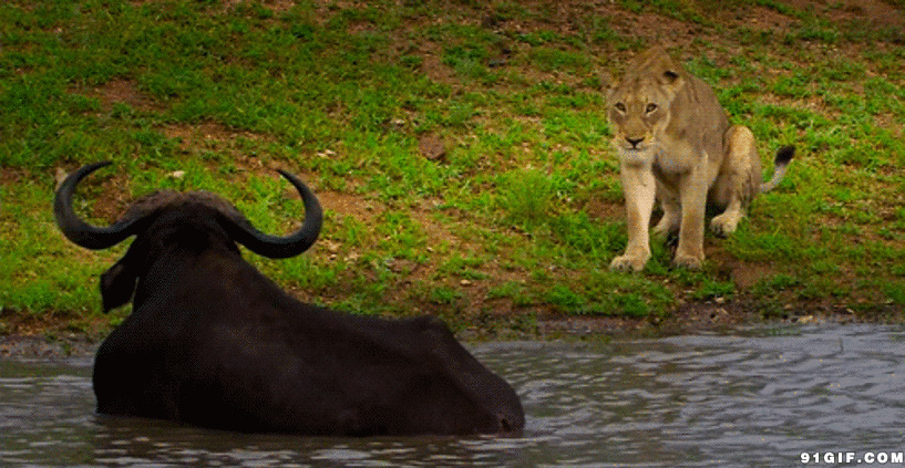 水牛和狮子静静的对视gif图:对视