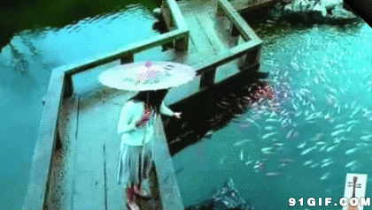 栈桥边姑娘喂鱼gif图:撑伞