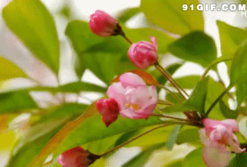 海棠花的芬芳gif图:花香