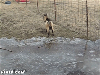 小山羊逃跑动态图:山羊