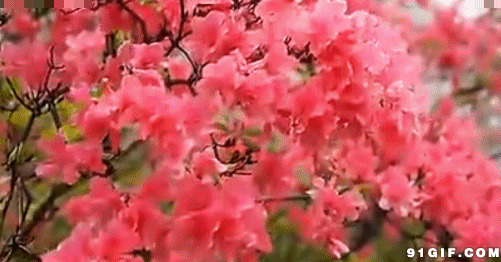 娇艳红花开满树闪图