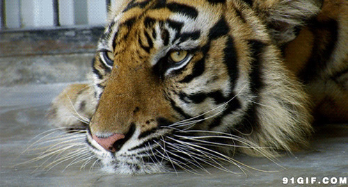 大老虎眨眼睛gif图:老虎