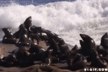 海边海豹群gif图:海豹