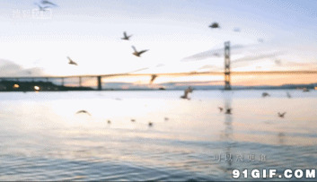 跨海大桥鸟儿飞闪图