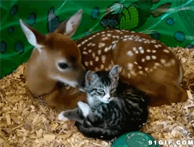 梅花鹿和猫咪gif图
