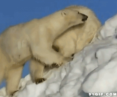 两只北极熊动态图:北极熊