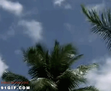 风起椰树摇动态图