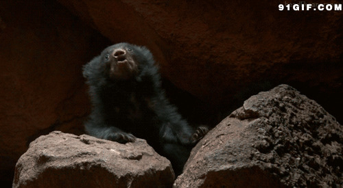 大黑熊甩头gif图片:黑熊