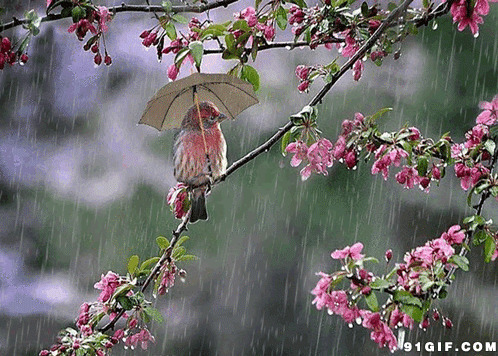 枝头小鸟打雨伞闪图:打伞