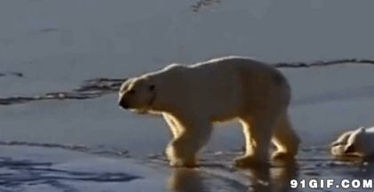 冰河上的北极熊gif图