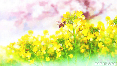 花丛一只蜜蜂gif图