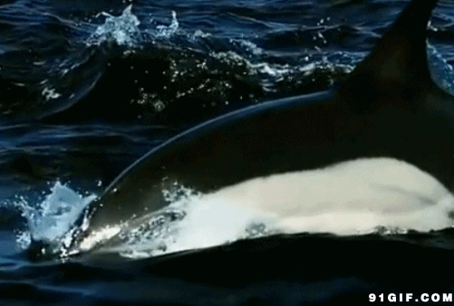海豚水中翻滚gif图片:海豚