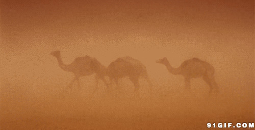 骆驼行走大漠风沙闪图:骆驼