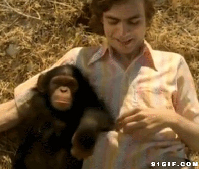 通人性的黑猩猩gif图:黑猩猩