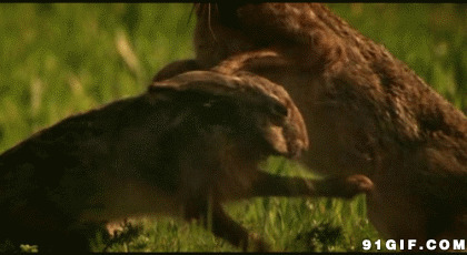 野生动物打架动态图:打架