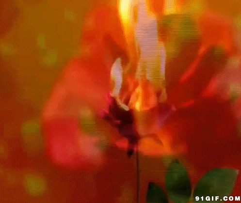 红艳艳玫瑰在燃烧闪图:火焰