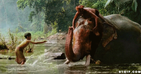 给大象洗澡gif图片:大象