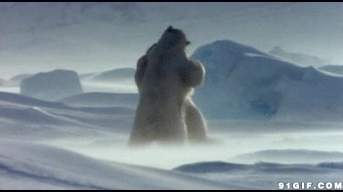 北极熊摔跤gif图片:北极熊