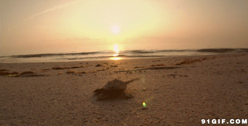 海龟爬向大海gif图:海龟