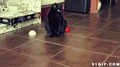 神秘的黑猫gif图