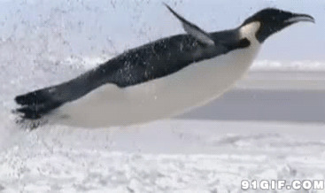 企鹅跳跃闪图:企鹅