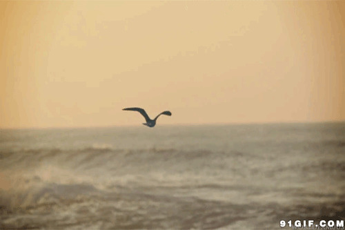 海鸥海面飞翔gif图:海鸥