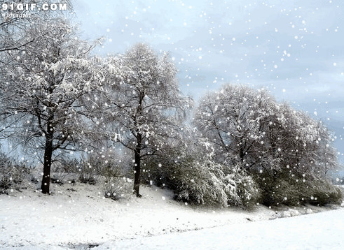 森林一场大雪唯美图片:下雪